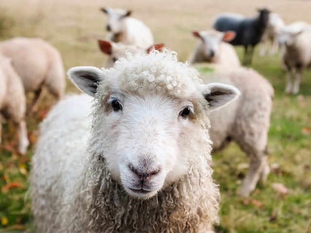 5 Best Lamb Dog Foods: Tasty, Wholesome Meat! 1 lamb dog food reviews