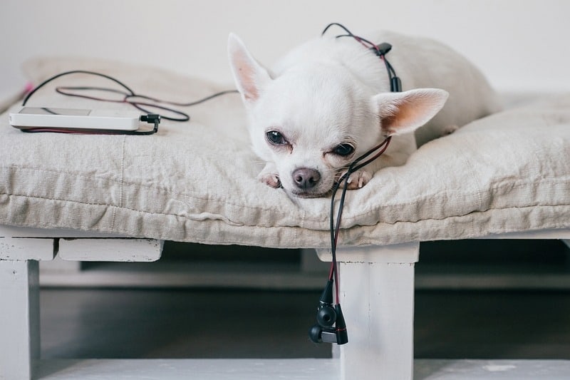 wooden dog bed